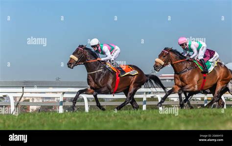 Watch bet365 Horse Racing Live: Streams & Odds 2026